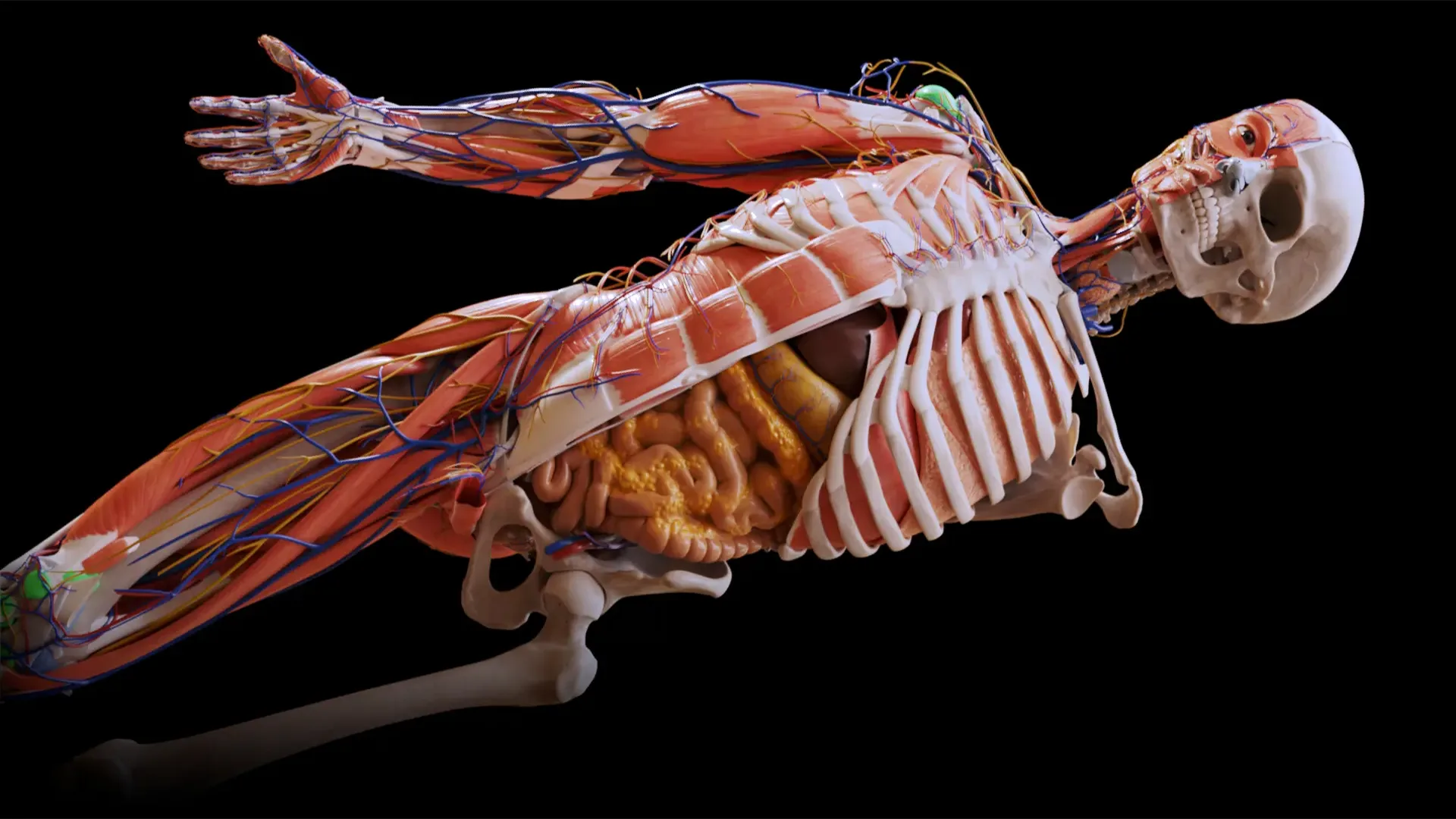 خرید اکانت پرمیوم Anatomy Learning