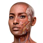 خرید اکانت پرمیوم Complete anatomy